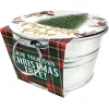 Grow Your Own Christmas Tree Kit