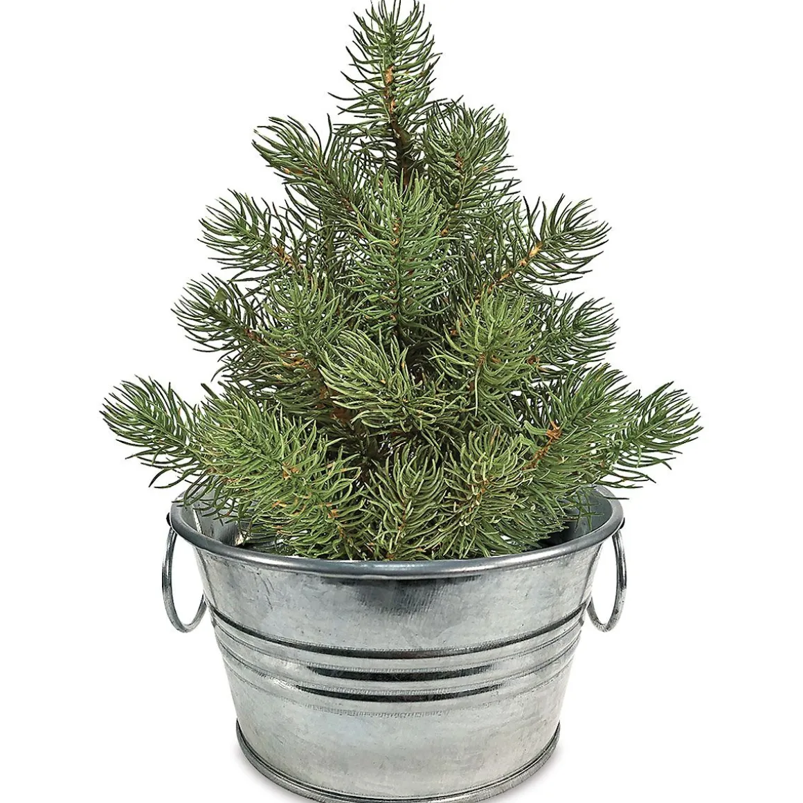 Grow Your Own Christmas Tree Kit